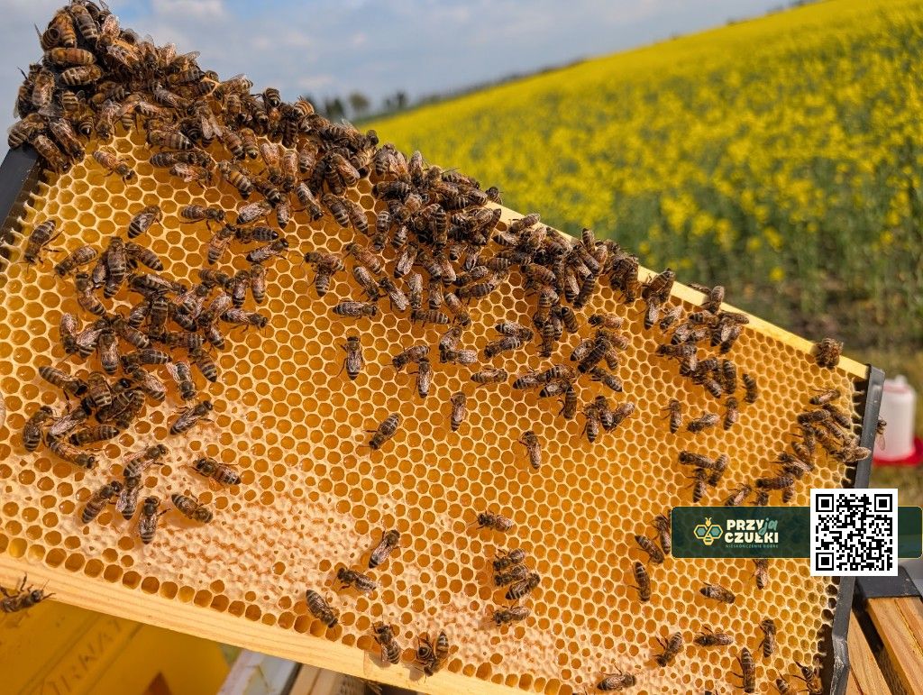 Czarna węza na tle łąki.